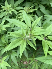 Vitex agnus-castus