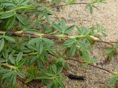 Stylosanthes erecta