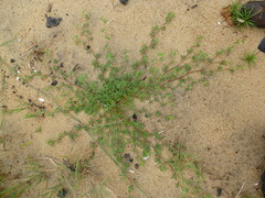 Stylosanthes erecta