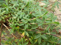 Stylosanthes erecta