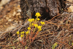 Sedum lanceolatum lanceolatum