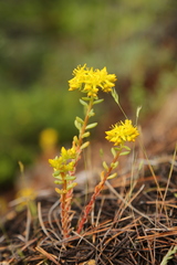 Sedum lanceolatum lanceolatum