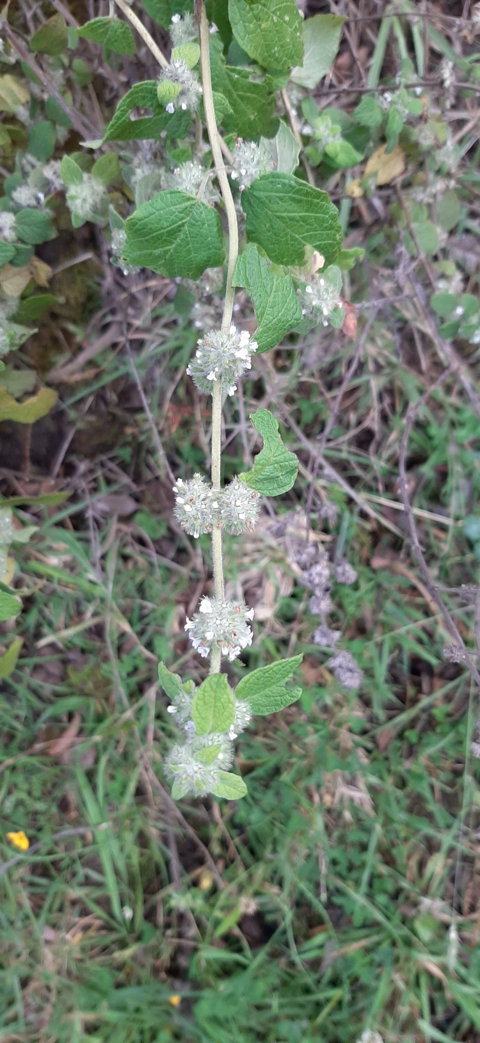 Minthostachys mollis image