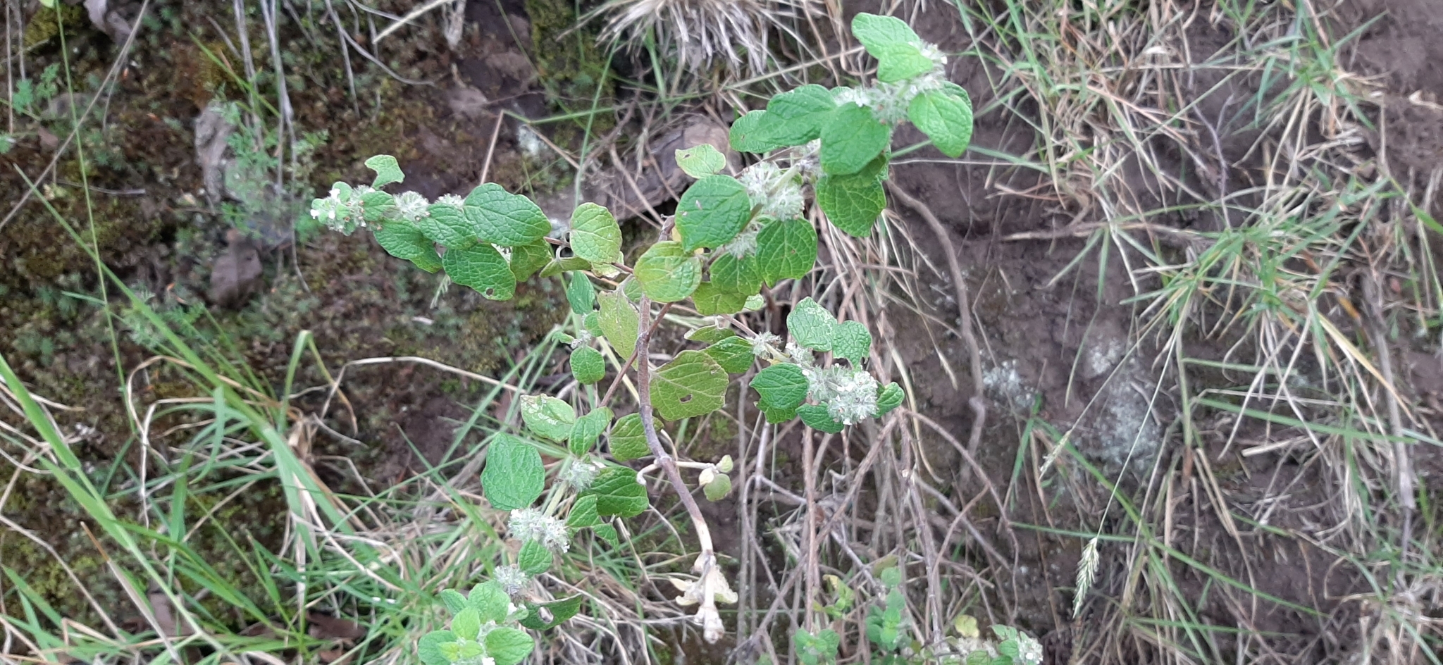 Minthostachys image