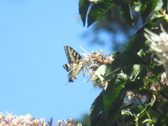 Papilio rutulus