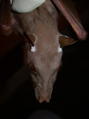 Epomophorus gambianus