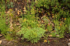 Lomatium brandegeei