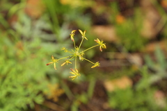 Lomatium brandegeei