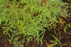 Lomatium brandegeei