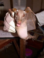 Epomophorus gambianus