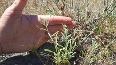 Lessingia micradenia micradenia