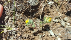 Acmispon wrangelianus