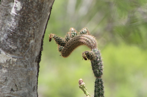 Acanthocereus oaxacensis
