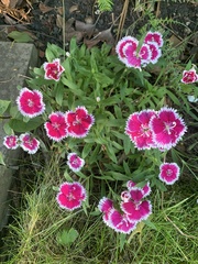 Dianthus chinensis