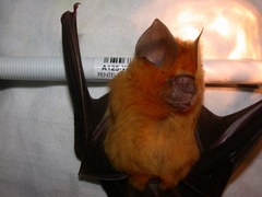 Hipposideros ruber