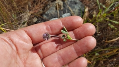 Trifolium albopurpureum