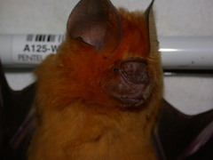 Hipposideros ruber
