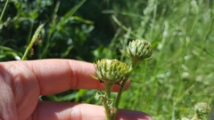 Cirsium remotifolium