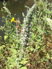 Stachys albens