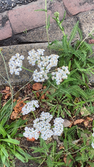 Achillea millefolium