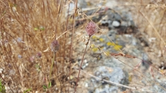 Trifolium albopurpureum