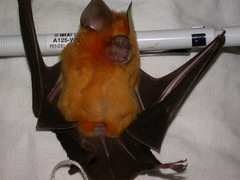 Hipposideros ruber