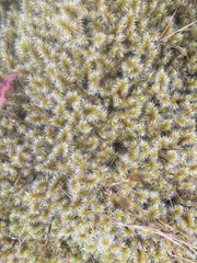 Racomitrium canescens