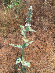 Stachys albens