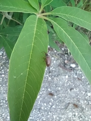 Hymenalia