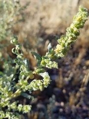 Atriplex elegans