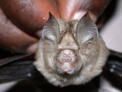Hipposideros caffer