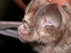 Hipposideros caffer