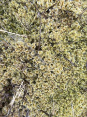 Racomitrium canescens