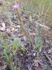 Clarkia gracilis gracilis