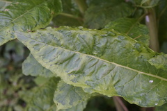 Pokeweed mosaic virus