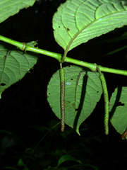 Piper dumosum