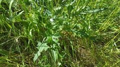 Cirsium remotifolium