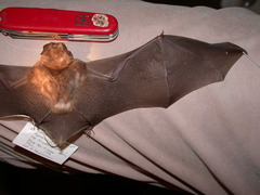 Hipposideros caffer