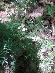 Galium concinnum
