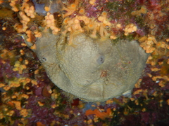 Ircinia oros