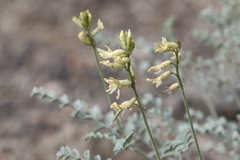 Astragalus curvicarpus