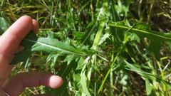 Cirsium remotifolium