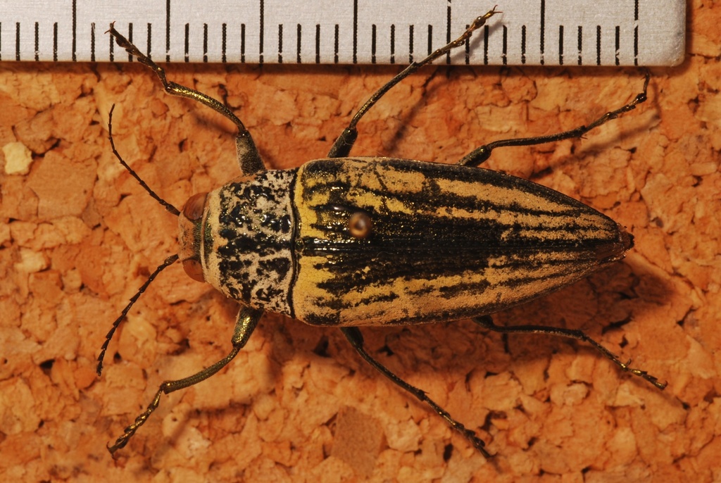 Gyascutus