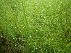 Oldenlandia herbacea