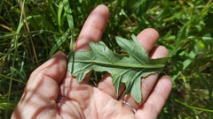 Cirsium remotifolium