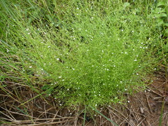 Oldenlandia herbacea