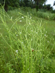 Oldenlandia herbacea