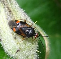 Deraeocoris ruber