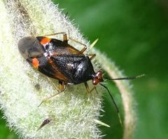 Deraeocoris ruber