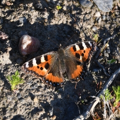 Aglais urticae